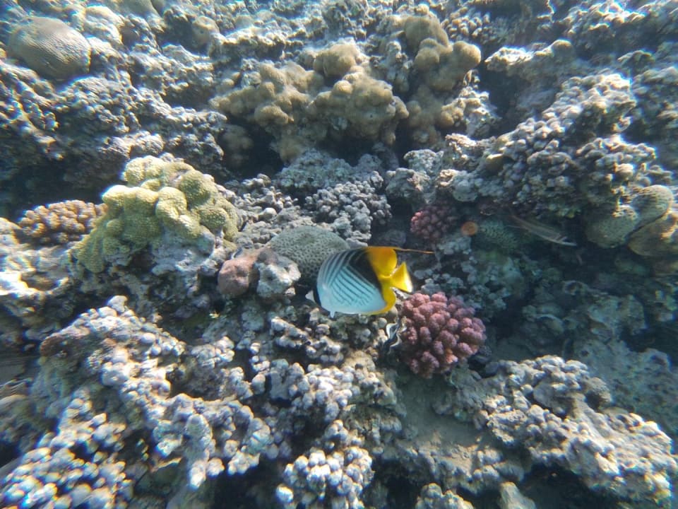 Strand Jaz Makadi Oasis Resort