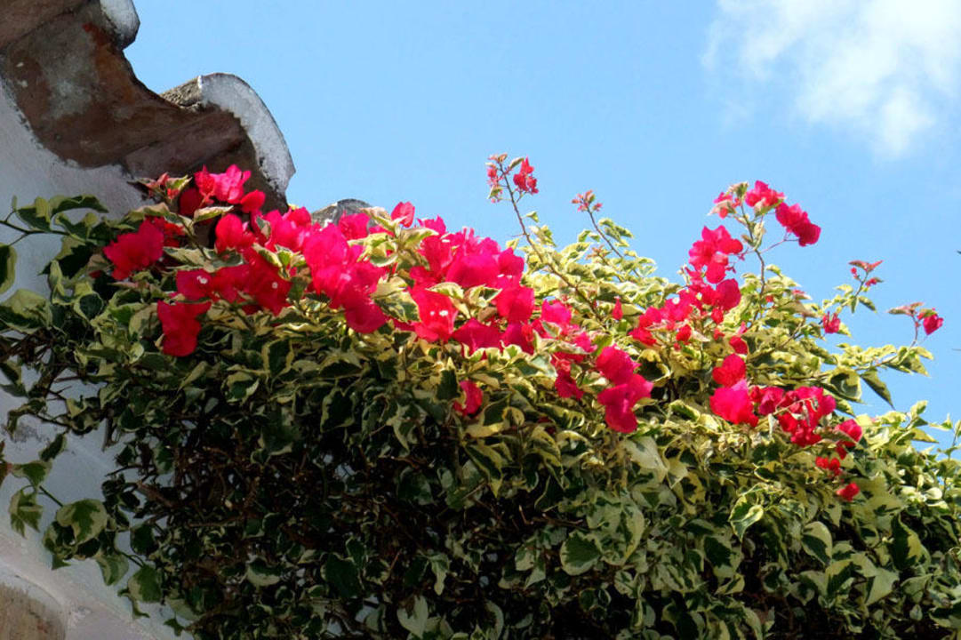 Überall am Haus ranken Blumen Oasis Verde Ferienhäuser