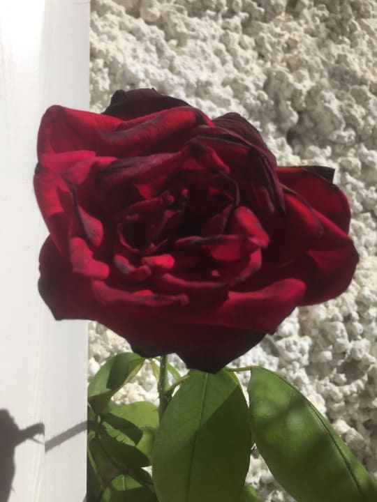 Gartenanlage Hotel Paradiso Terme Resort & SPA