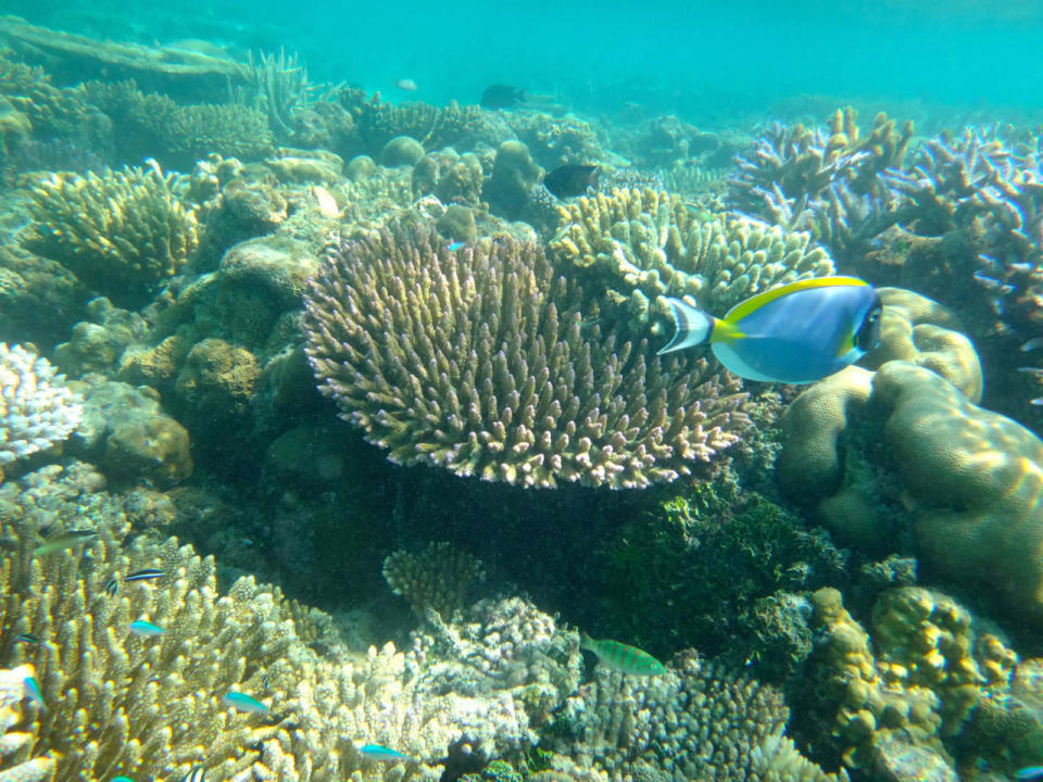 Unterwasserwelt Cinnamon Hakuraa Huraa Maldives