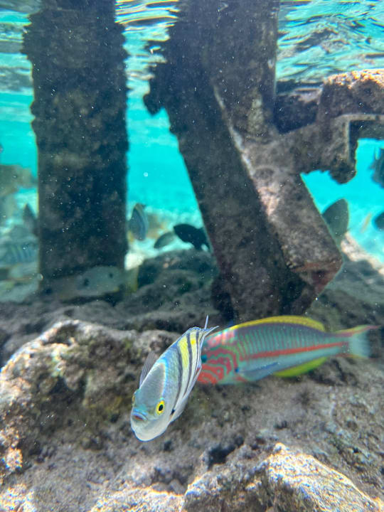 Strand Lazuli Hotel Marsa Alam