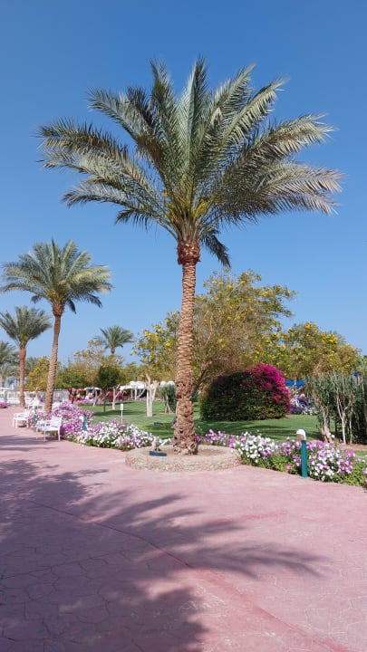 Gartenalage Desert Rose