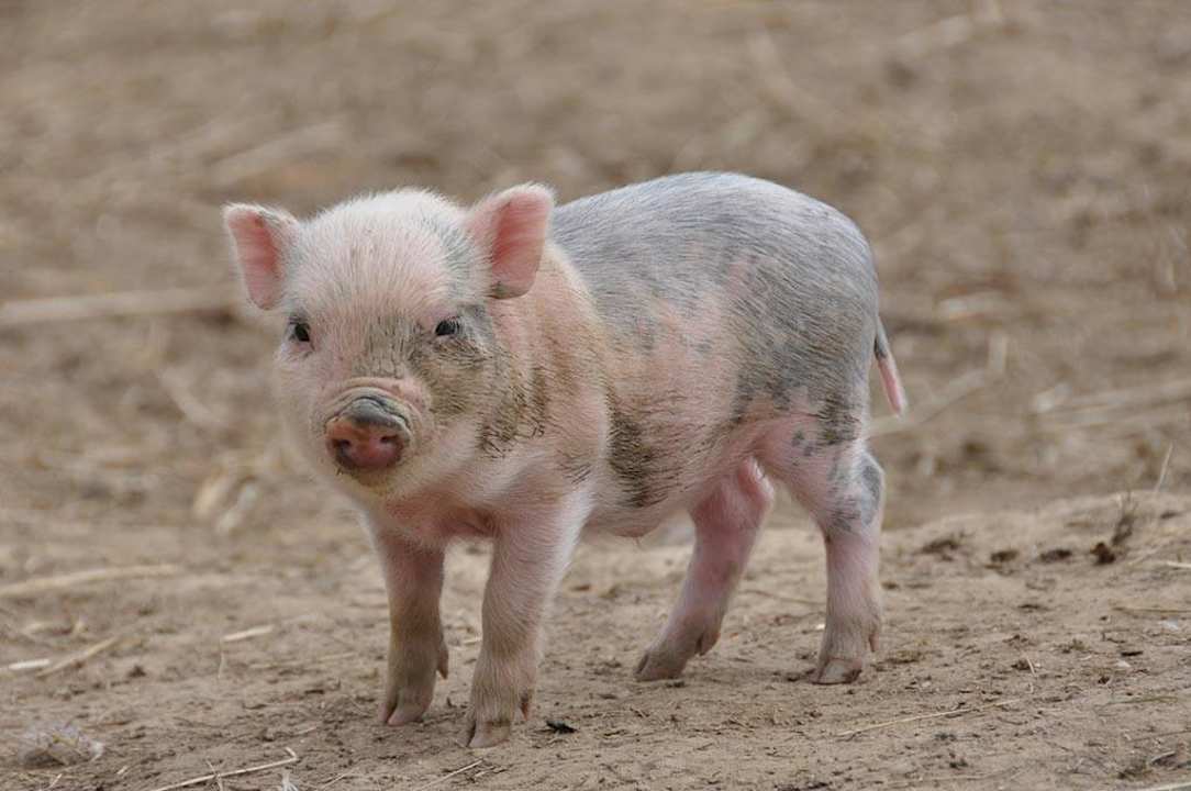 Arkadenhof Arkadenhof Familie Flasch