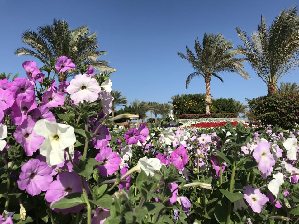 Gartenanlage Desert Rose