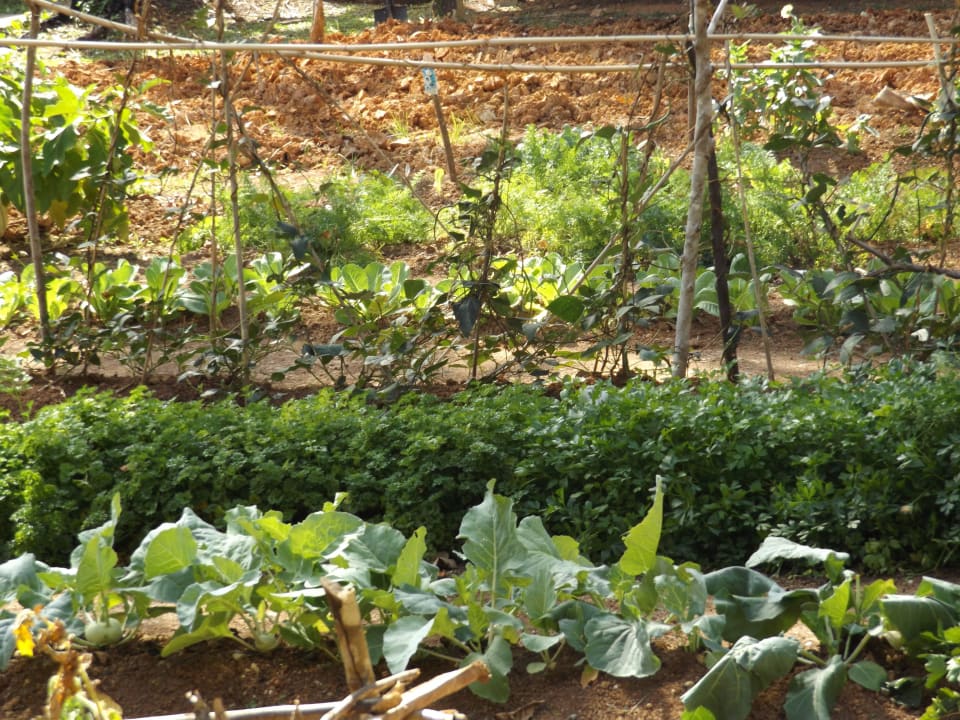 Eigenes Gemüse Maleenga Resort