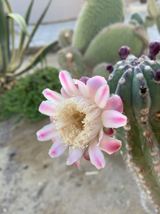 Gartenanlage Sentido Akassia Beach