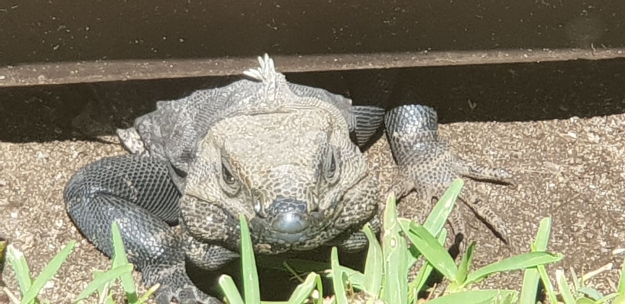 Gartenanlage Akumal Bay Beach & Wellness Resort