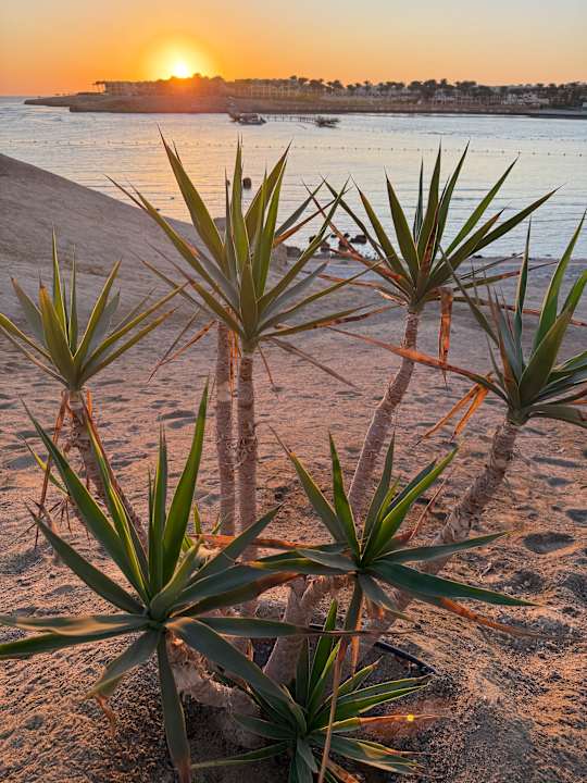 Strand Steigenberger Coraya Beach - Adults only