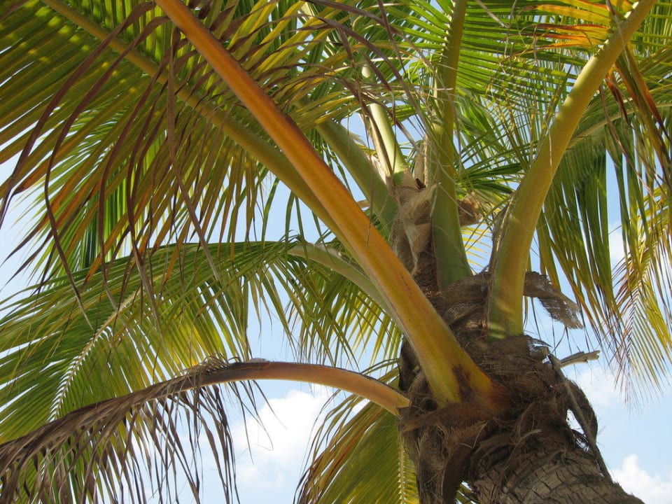 Unsere Hauspalme -Blick von unserer Liege Kuredu Island Resort & Spa