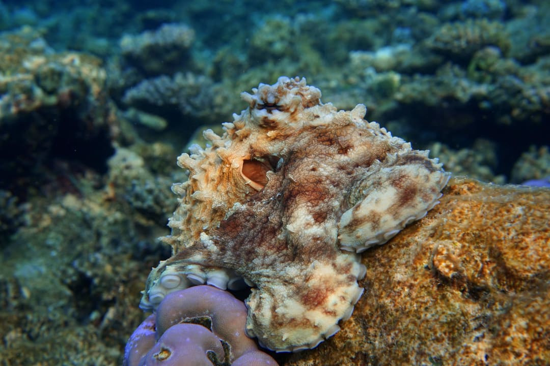 Octopus ananea Diamonds Athuruga
