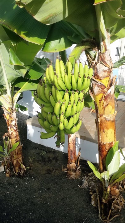 Bananen vor den Appartements Hotel Floresta
