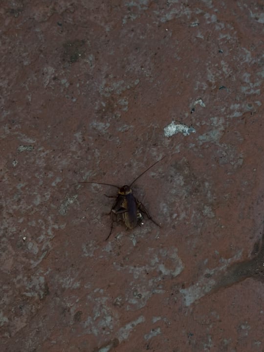 Gartenanlage allsun Hotel Esplendido