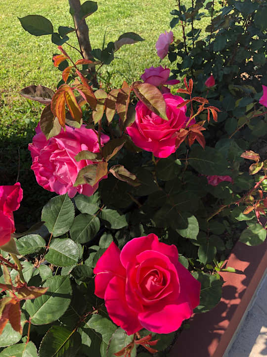 Gartenanlage Saphir Resort & Spa