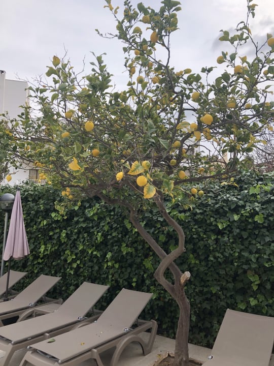 Sonstiges FLOR los Almendros Hotel