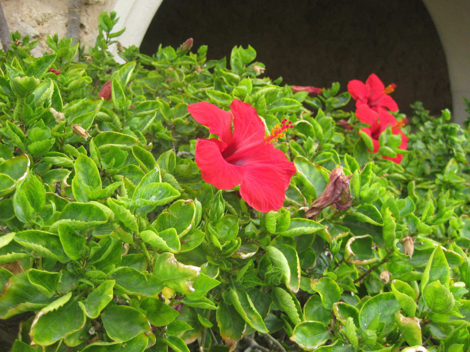 Такие кустарники цветков гибискус растут в отеле Pickalbatros Citadel Resort