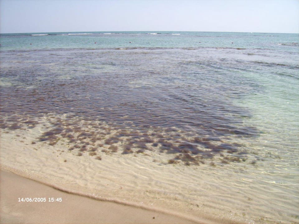 Schön zum Schnorcheln Iberostar Waves Costa Dorada