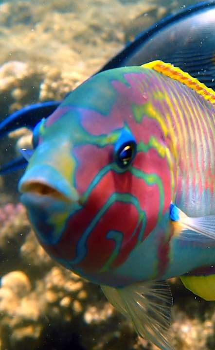 Sport & Freizeit Jaz Dar EL Madina