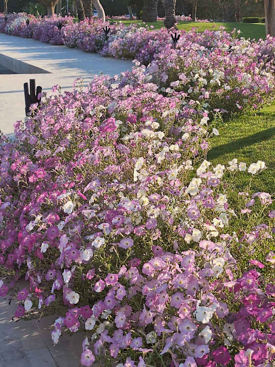 Gartenanlage Desert Rose
