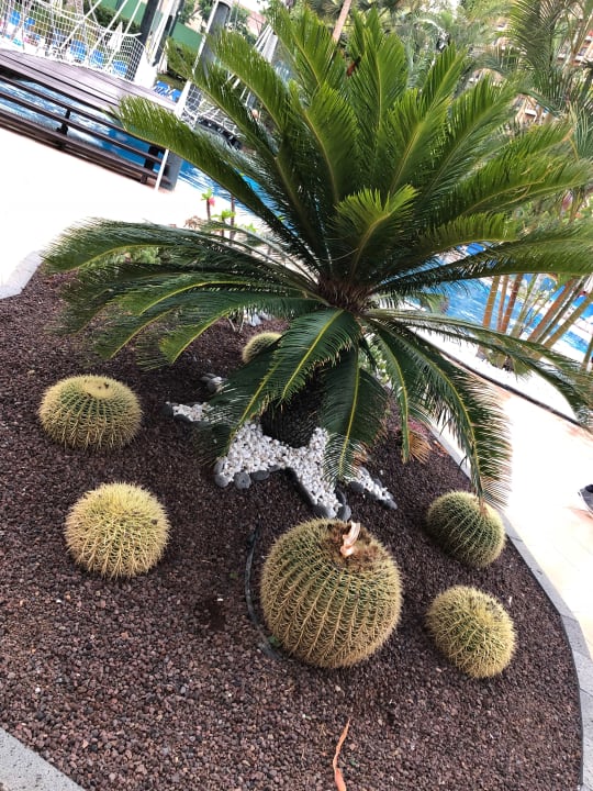 Gartenanlage Bahia Principe Sunlight San Felipe