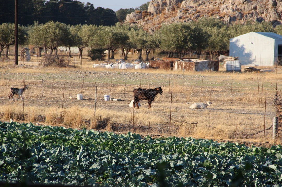 Ziegen mit Bock nebenan Anavadia Hotel