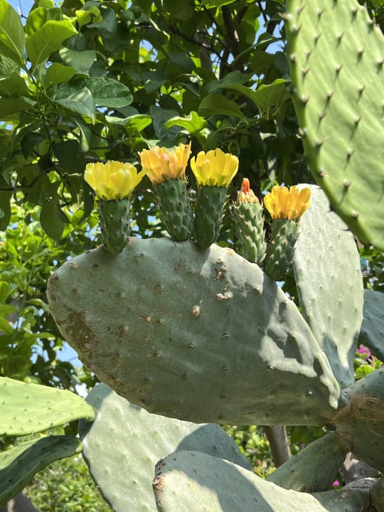 Gartenanlage Belconti Resort Hotel