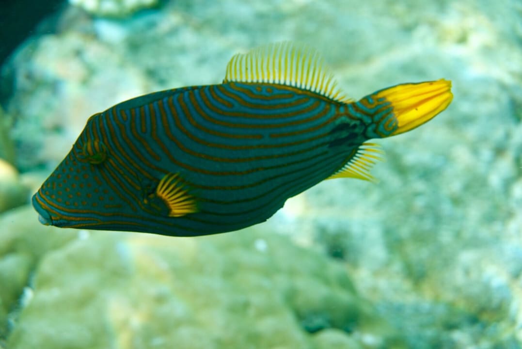 Sport & Freizeit Filitheyo Island Resort