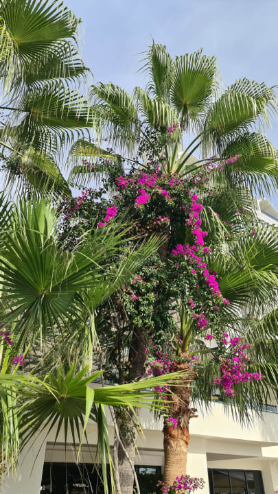 Gartenanlage Aria Resort & Spa