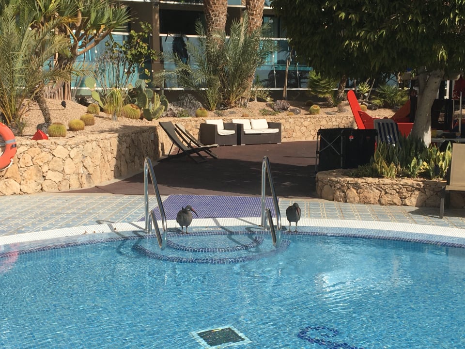 Pool MUR Hotel Faro Jandia & Spa Fuerteventura