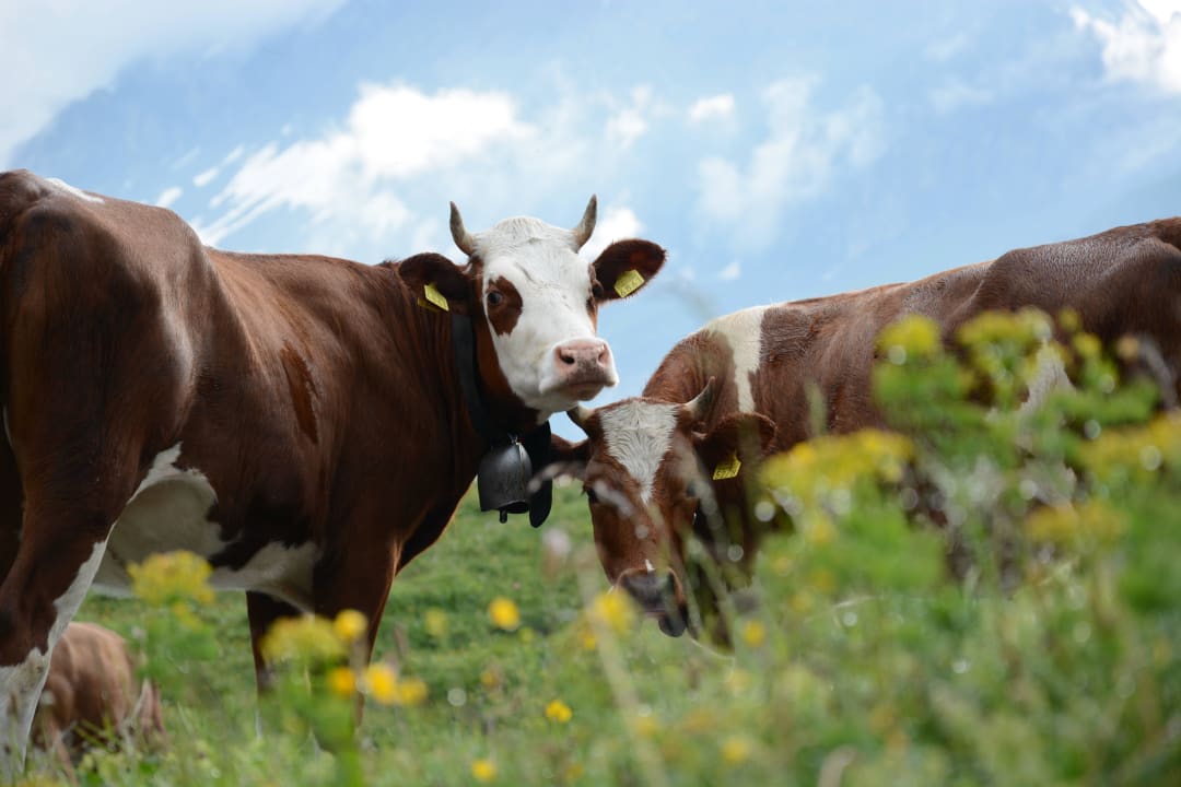 Kuh mit Hörnern Berghotel Oeschinensee