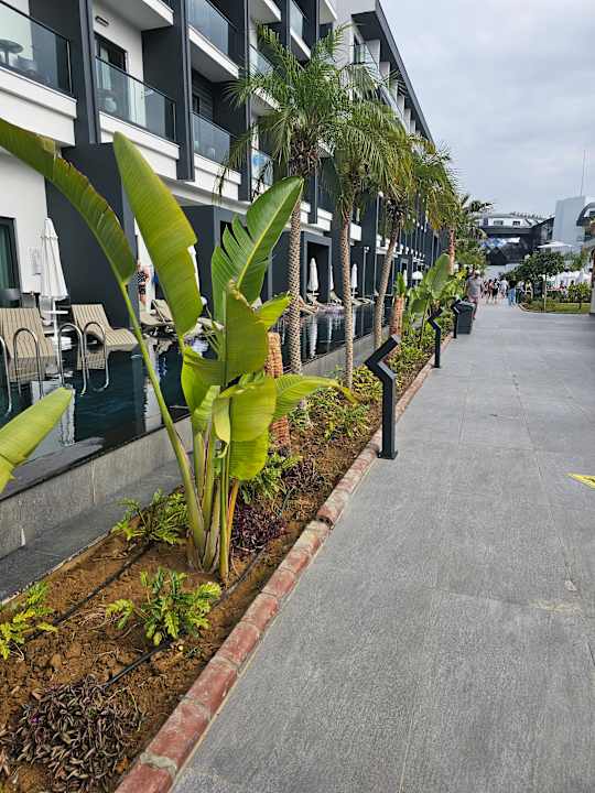 Sonstiges Royal Atlantis Icon