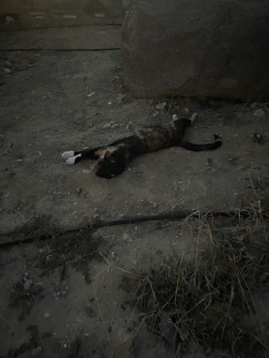 Sonstiges Hotel Kouros Palace