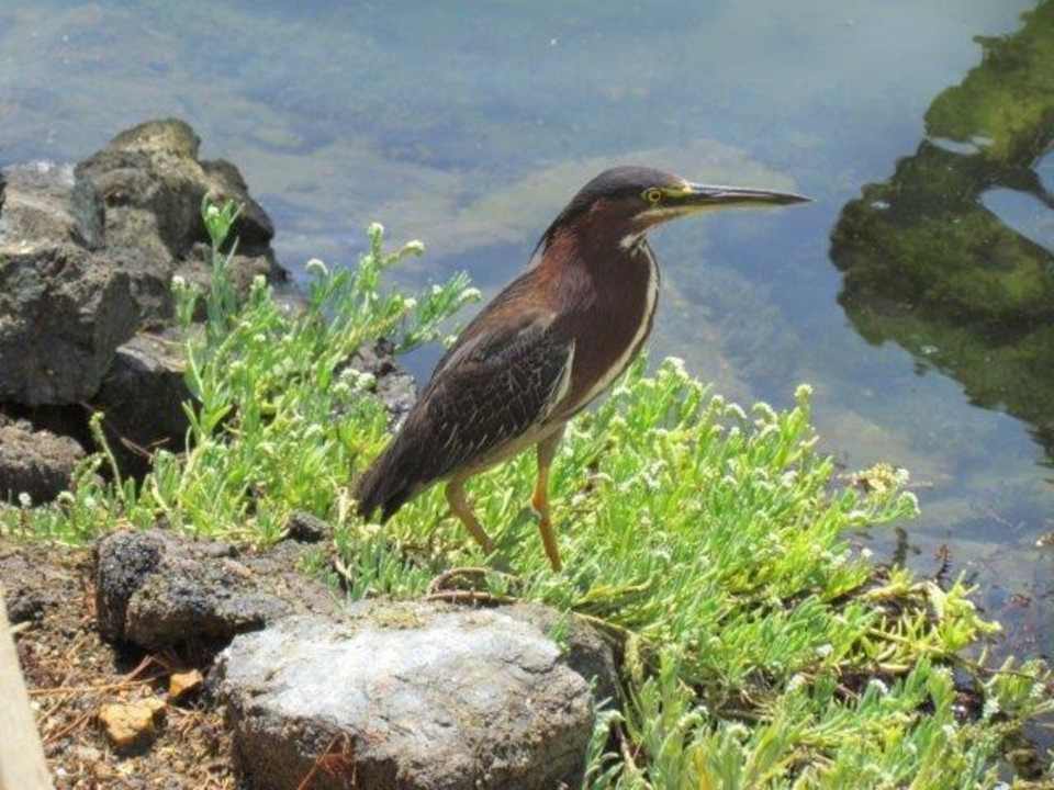 Lago Melia Las Antillas - Adults only