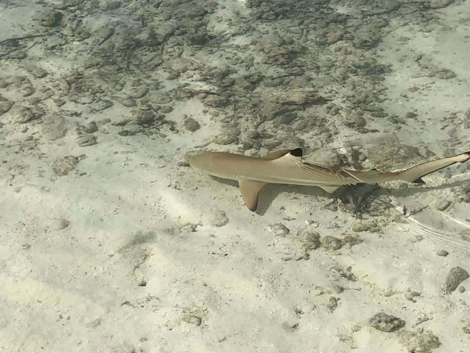 Viele kleine und größere Riffhaie Kuramathi Maldives