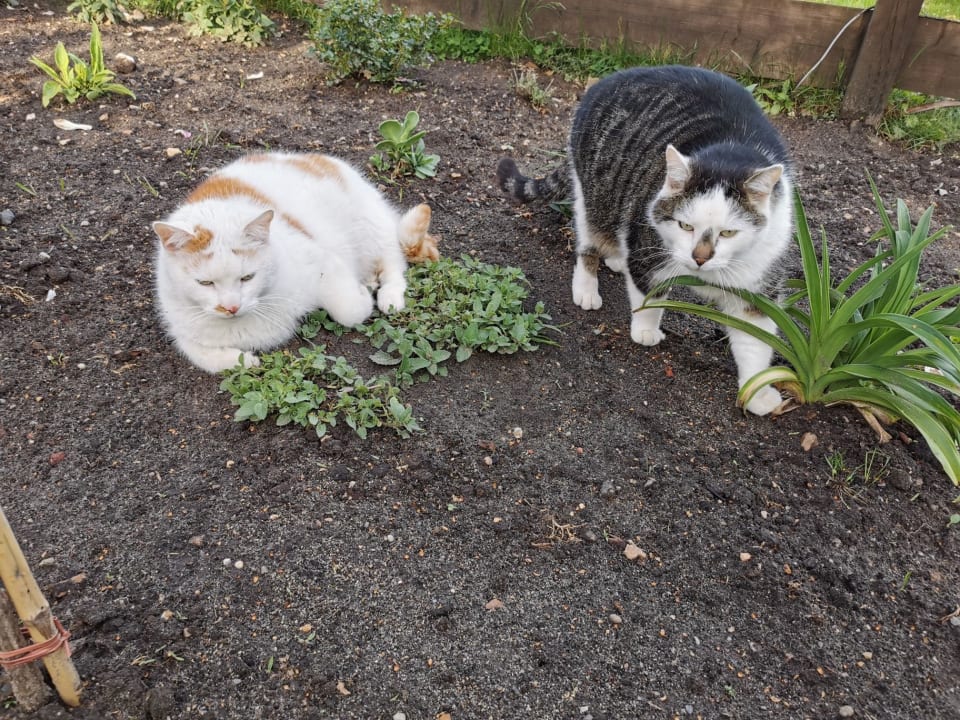 Sonstiges Ferienbauernhof Leverenzhof