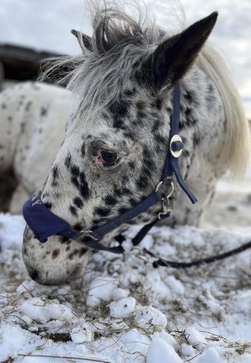 Sport & Freizeit Familien Resort Petschnighof - Familotel Kärnten