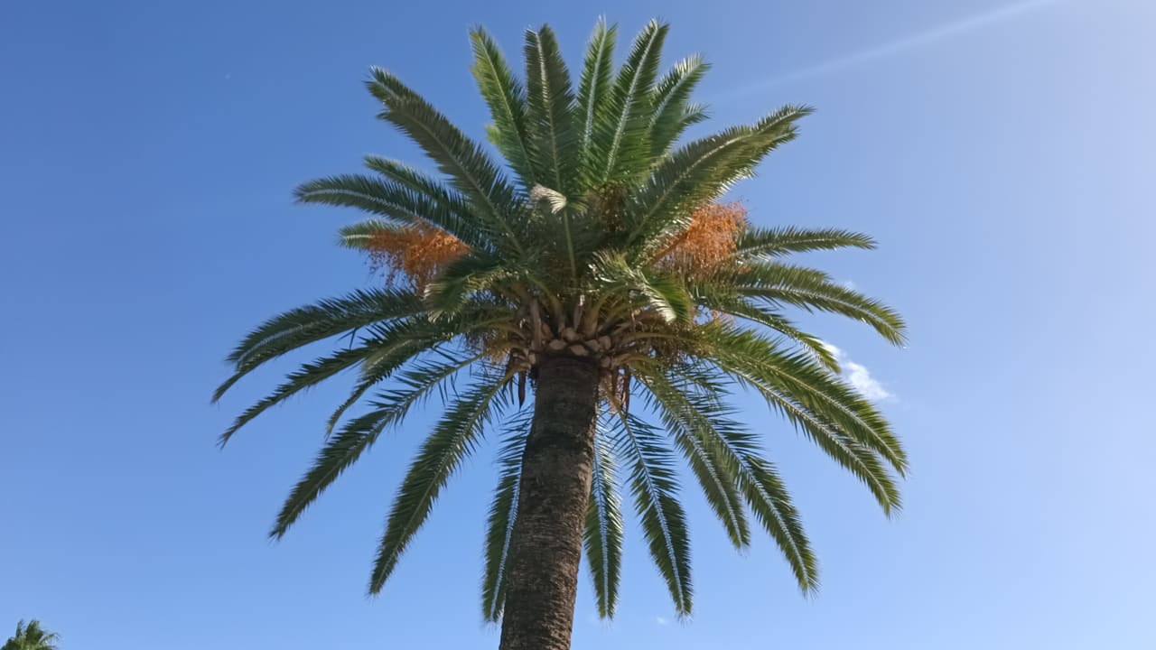 Ausblick allsun Hotel Bahia del Este