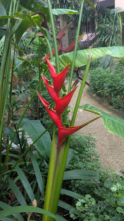 Außenansicht Khao Lak Merlin Resort