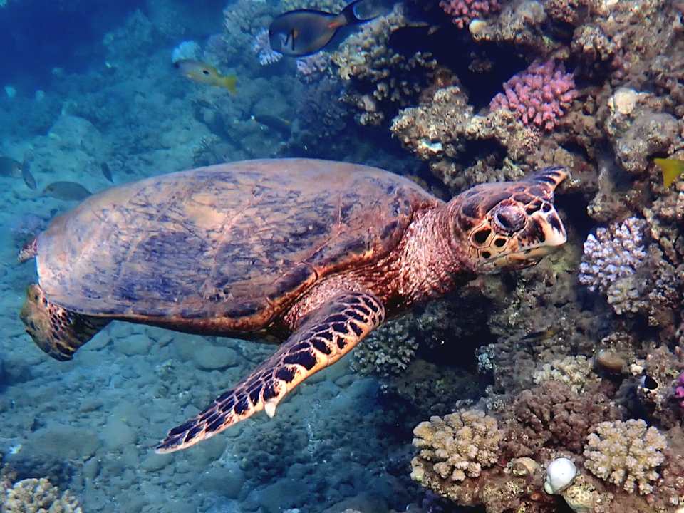 Strand Three Corners Equinox Beach Resort