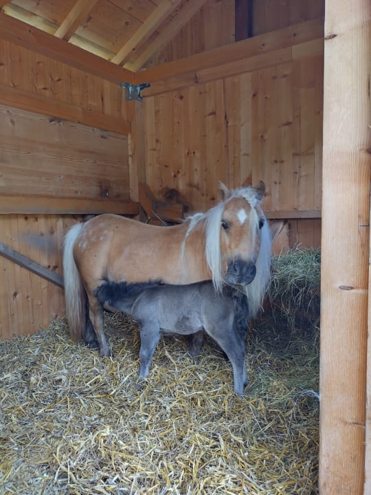 Sport & Freizeit Hotel Auhof