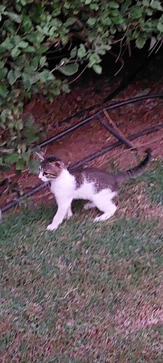 Gartenanlage Stella Garden Resort & Spa, Makadi Bay