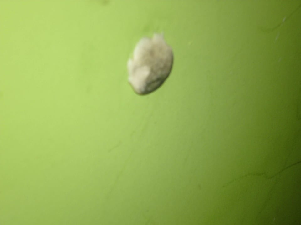 Kaugummi im Speisesaal Playa Vista Azul