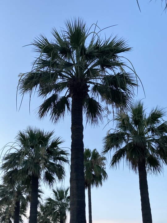 Sonstiges Protur Vista Badia Aparthotel