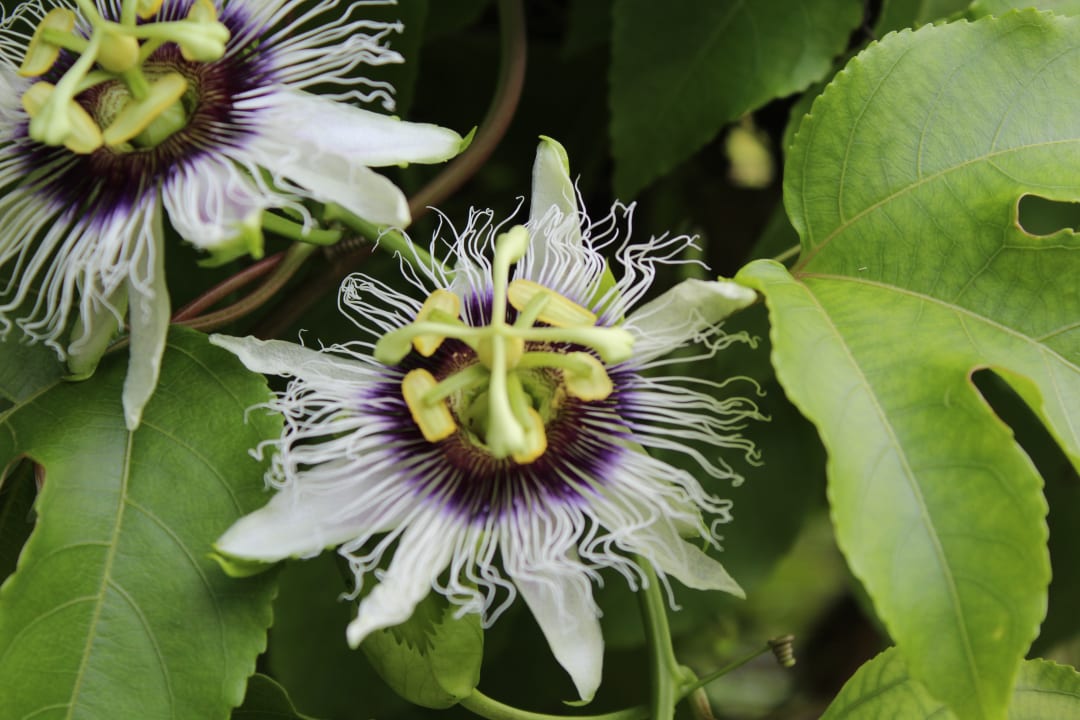 Gartenanlage Adaaran Select Hudhuran Fushi - Premium All Inclusive