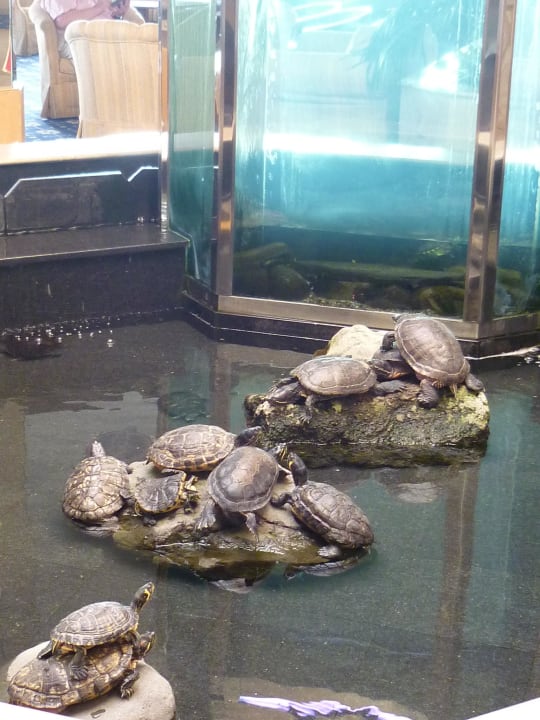 Dezember 2012 Corallium Dunamar by Lopesan Hotels