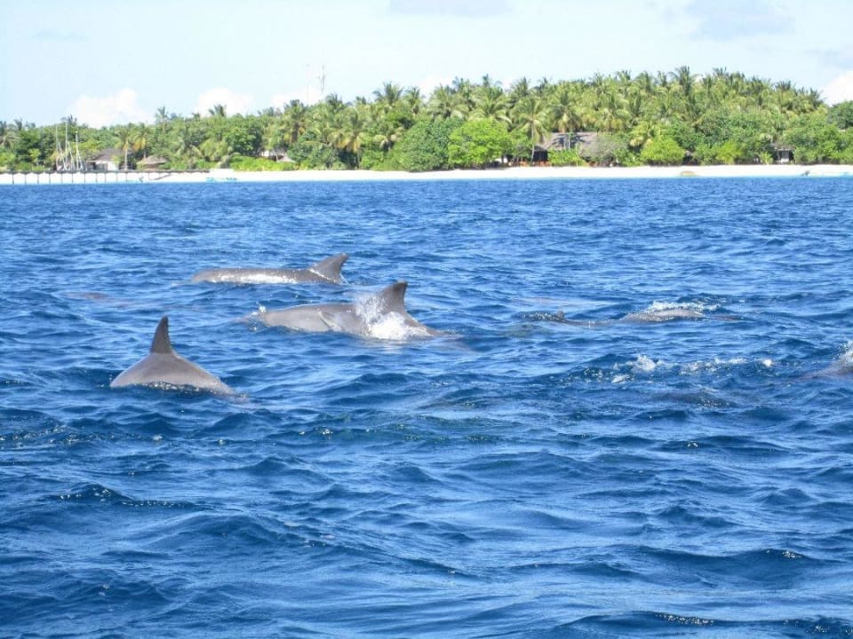 Delfinsafari NH Collection Maldives Reethi Resort