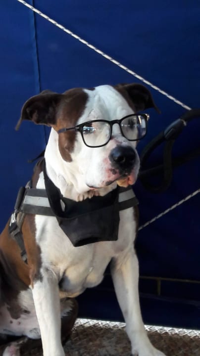 Intelligenter Hund Relaxia Beverly Park