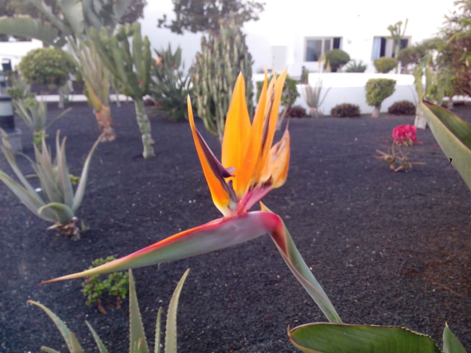 Blumenbeet Hotel Las Costas