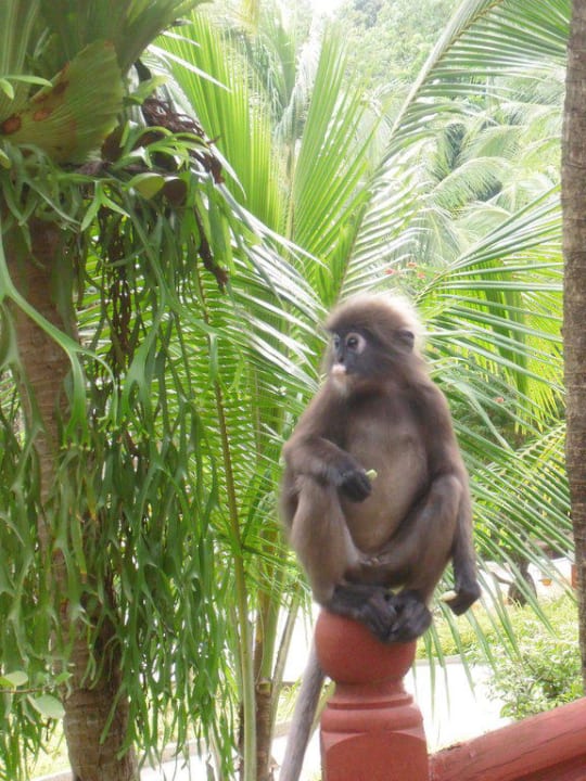Stille Beobachter Berjaya Langkawi Resort