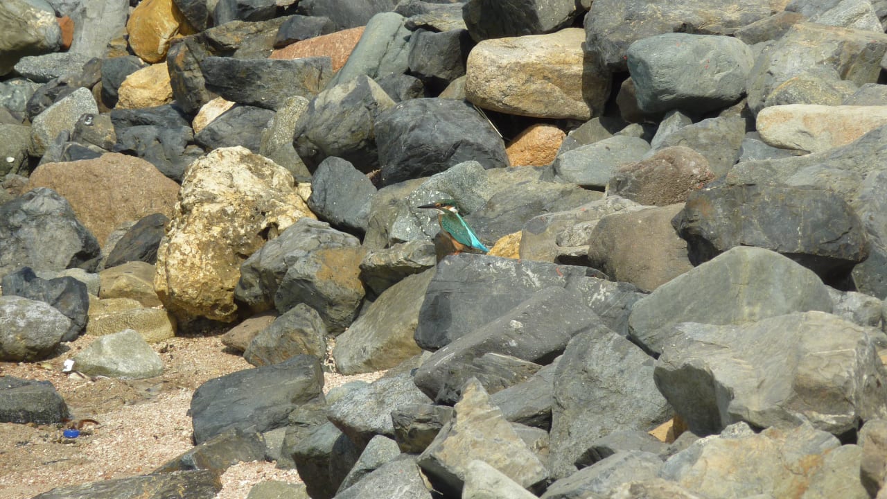 Eisvogel am Strand Jaz Solaya
