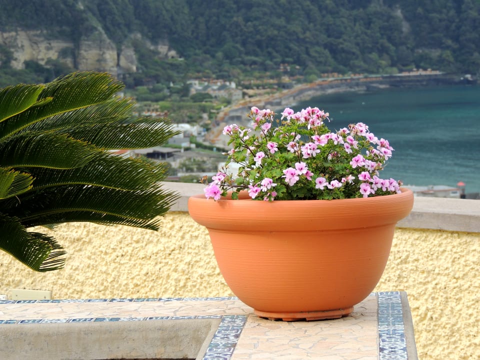 Gartenanlage Hotel Terme Royal Palm